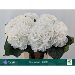 Hydrangea 'Schneeball' 20cm