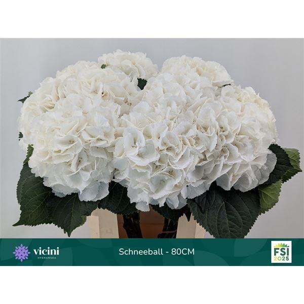 <h4>Hydrangea 'Schneeball' 20cm</h4>