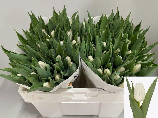 <h4>Tu En White Prince</h4>