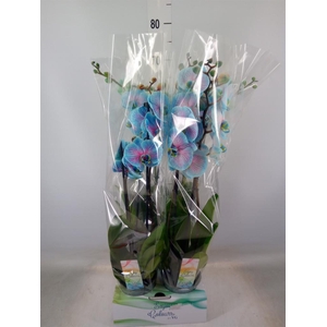 Phalaenopsis   ...