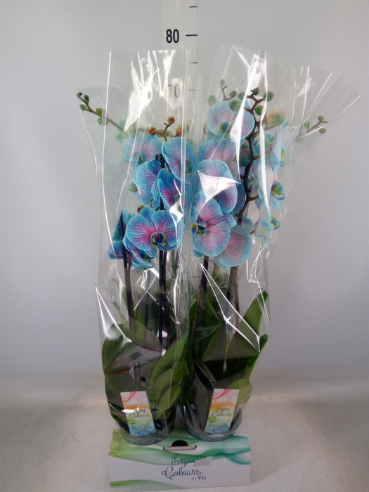 <h4>Phalaenopsis   ...</h4>