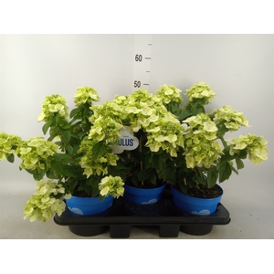 Hydrangea pan. 'Bloomulus Cumra'