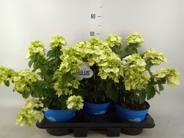 <h4>Hydrangea pan. 'Bloomulus Cumra'</h4>