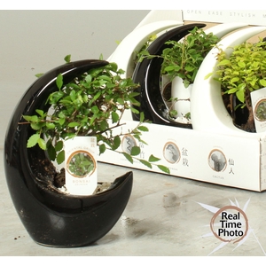 BONSAI GEM