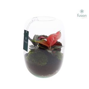 Green Bottle Isabella Large met groen planten