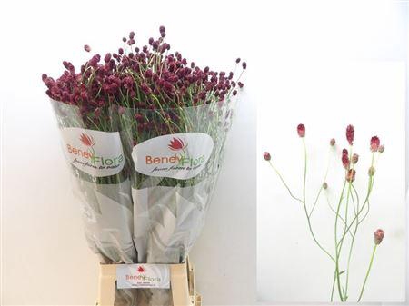 <h4>Sanguisorba Of Mag Red Velvet</h4>
