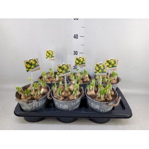 Arr.  Narcissus Tete Tete L%