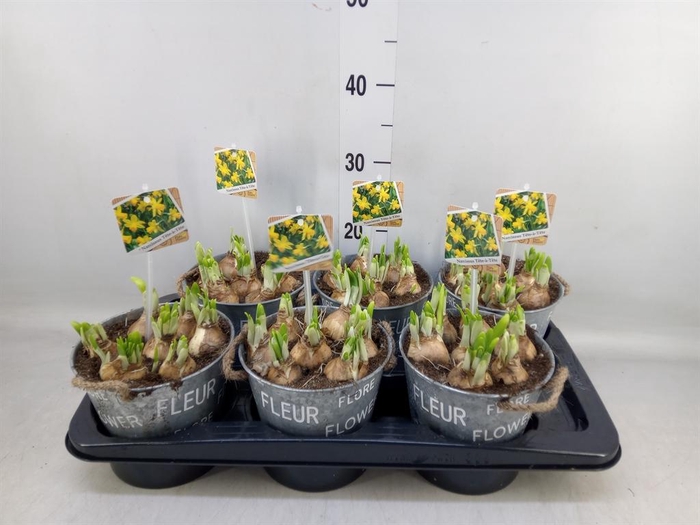 <h4>Arr.  Narcissus Tete Tete L%</h4>