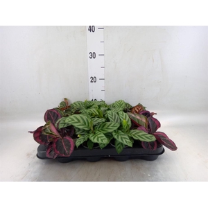 Calathea   ...mix