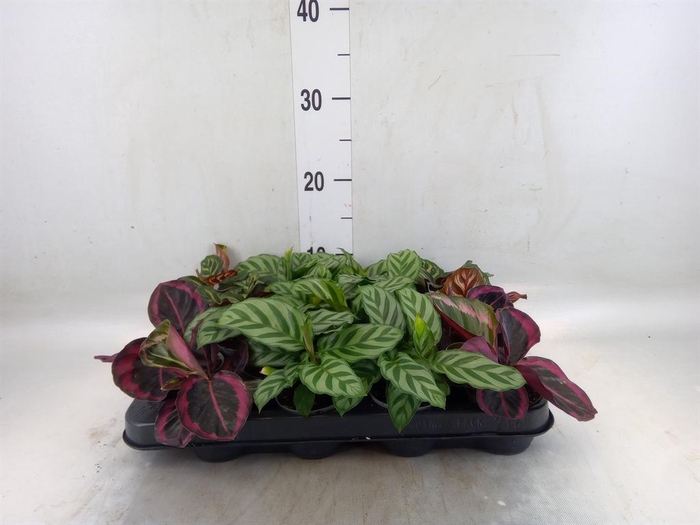 <h4>Calathea   ...mix</h4>