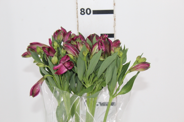 <h4>ALSTROEMERIA NAPOLI 080 CM</h4>