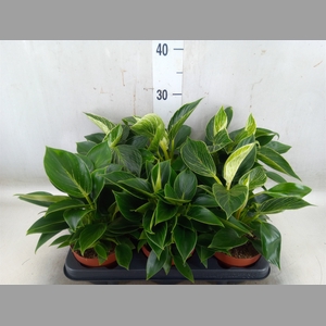Philodendron   ...