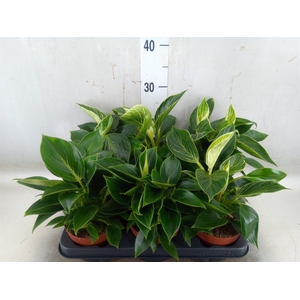 Philodendron   ...