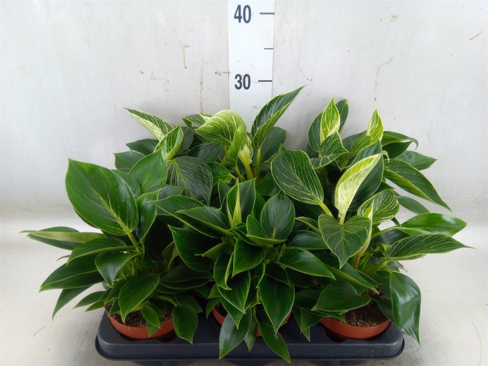 <h4>Philodendron   ...</h4>