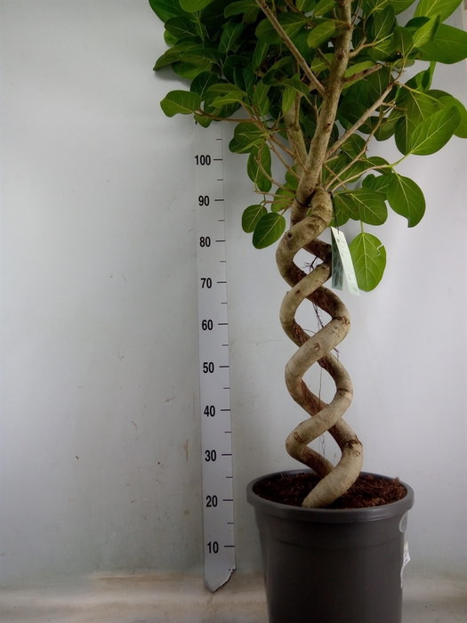 <h4>Ficus benghalensis 'Audrey'</h4>