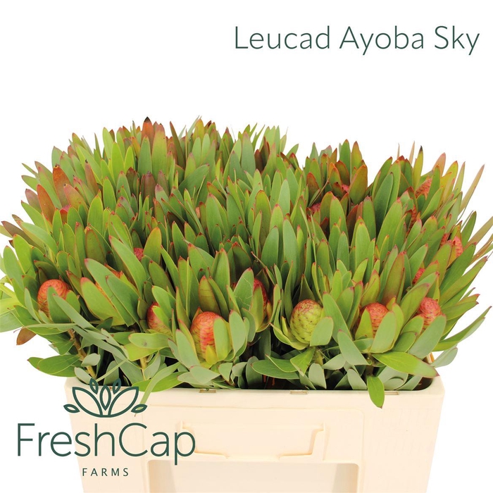 <h4>Leucad Ayoba Sky</h4>
