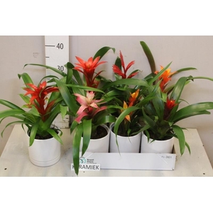 BROMELIA GEM