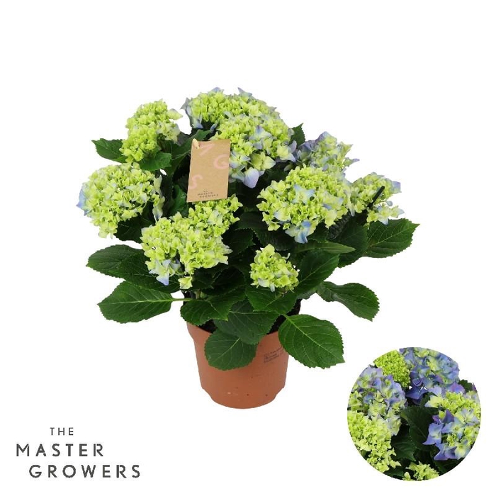 Hydrangea Macrophylla blauw Early Blue 7+ kop, beperkt