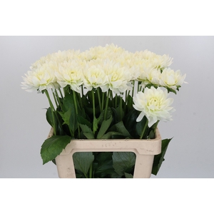Dahlia Karma M. Zwaan
