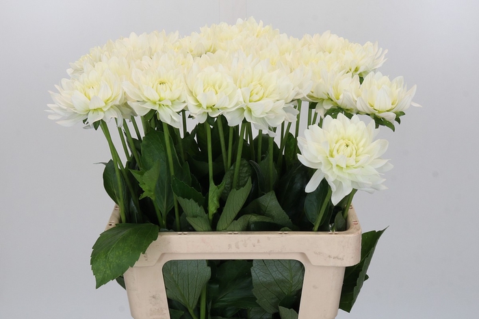 <h4>Dahlia Karma M. Zwaan</h4>