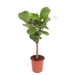 Ficus Lyrata Stam