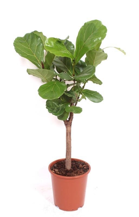 <h4>Ficus Lyrata Stam</h4>