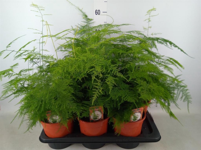 <h4>Asparagus setaceus</h4>