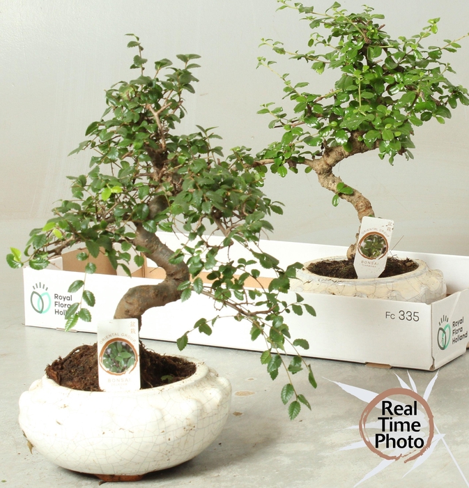 <h4>BONSAI GEM</h4>