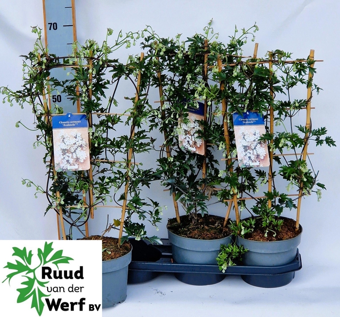 <h4>CLEM AVALANCHE</h4>