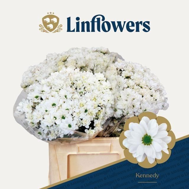 <h4>Chr T Kennedy</h4>