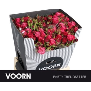 Rozen R Tr Par Trendsetter