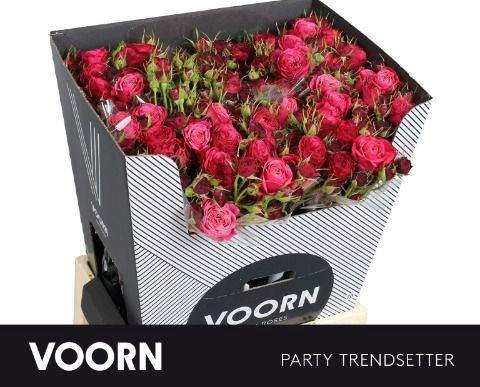 <h4>Rozen R Tr Par Trendsetter</h4>