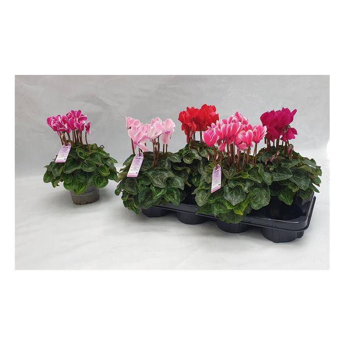 <h4>Cyclamen persicum midi SS Macro 12Ø 30cm</h4>