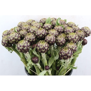 Cynara Sc Breten