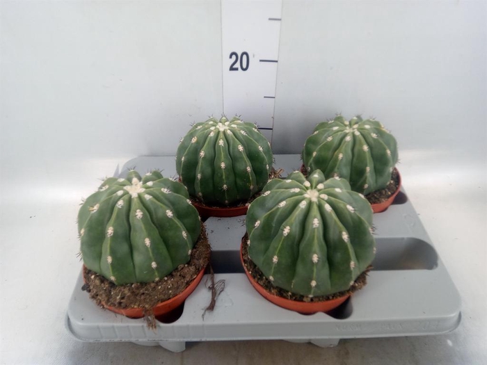 <h4>Cactus   ...</h4>