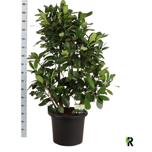 FICUS CYATHISTIPULA