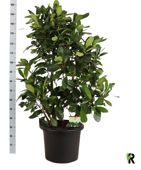 <h4>FICUS CYATHISTIPULA</h4>