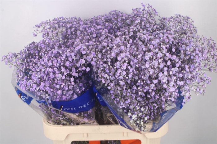 <h4>Gyps Klb Purple</h4>