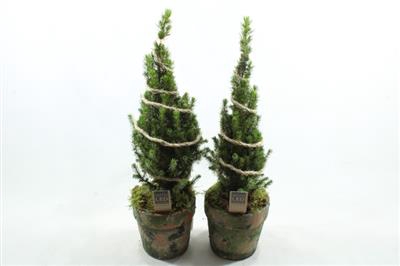 <h4>24446 T.C. PICEA+LED</h4>