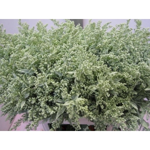 Solidago Licht Groen