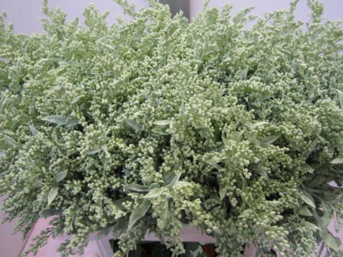 Solidago Licht Groen