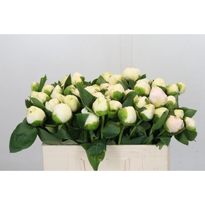 Paeonia Bridal Shower