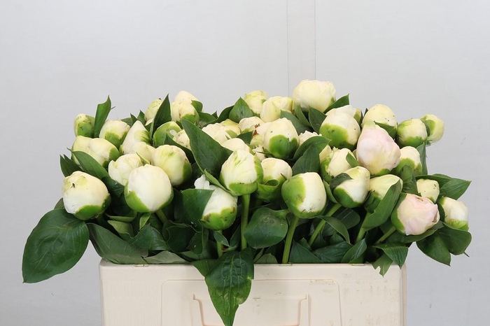 <h4>Paeonia Lact. Bridal  Shower</h4>