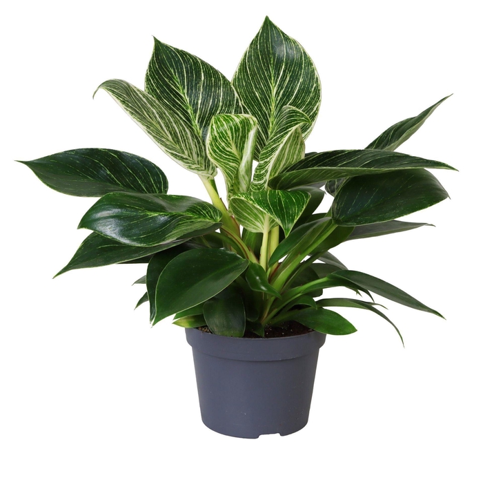 <h4>Philodendron overig</h4>