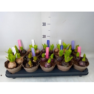 Hyacinthus orie. 'Pearl'  ...mix  4