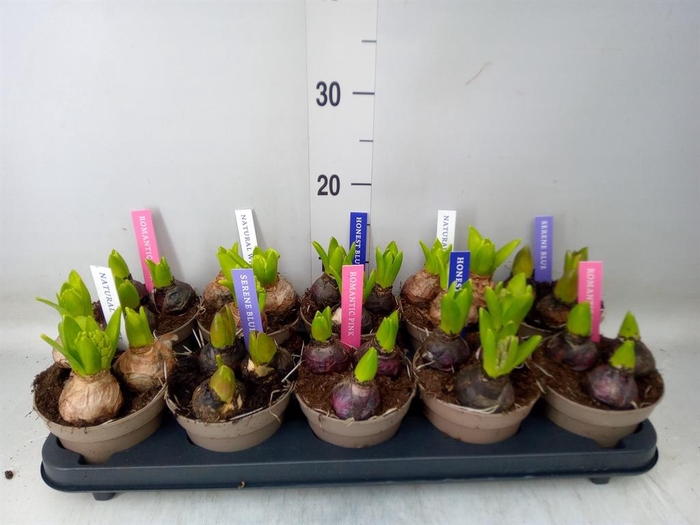 <h4>Hyacinthus orie. 'Pearl'  ...mix  4</h4>