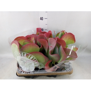 Kalanchoe NF thyrsiflora