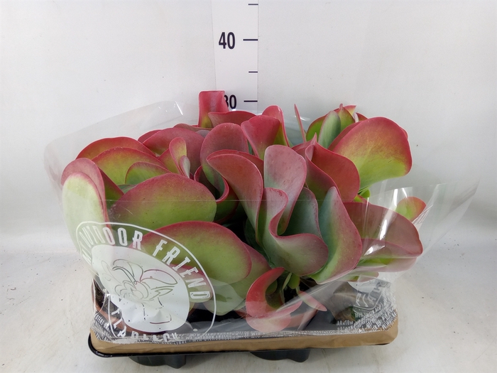 <h4>Kalanchoe NF thyrsiflora</h4>
