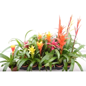 BROMELIA GEM 15 SRT
