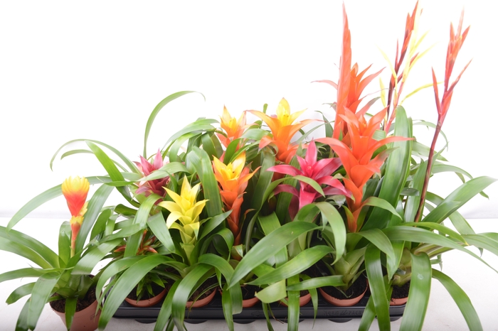 BROMELIA GEM 15 SRT